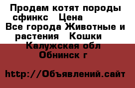 Продам котят породы сфинкс › Цена ­ 4 000 - Все города Животные и растения » Кошки   . Калужская обл.,Обнинск г.